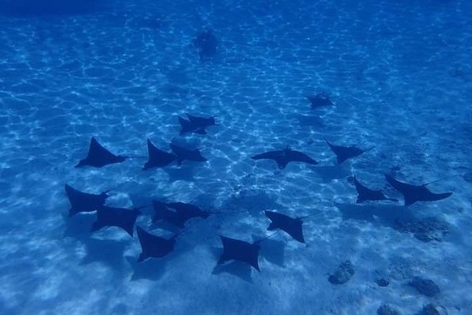 Full-Day Private Boat Tour of Bora Bora Lagoon with Snorkel - Why a private Bora Bora lagoon tour makes sense