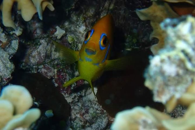 Full-Day Private Boat Tour of Bora Bora Lagoon with Snorkel - How the $1,400 price measures up