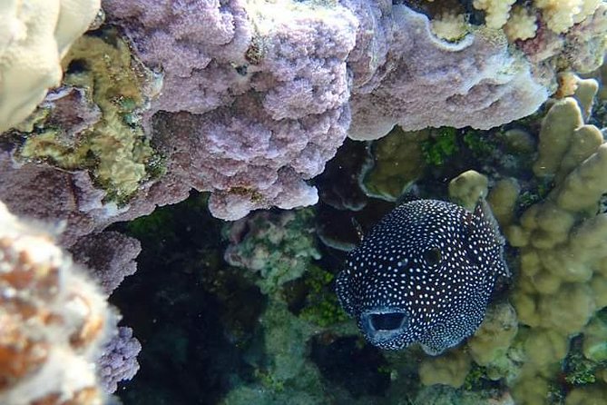 Full-Day Private Boat Tour of Bora Bora Lagoon with Snorkel - Who should choose this tour?
