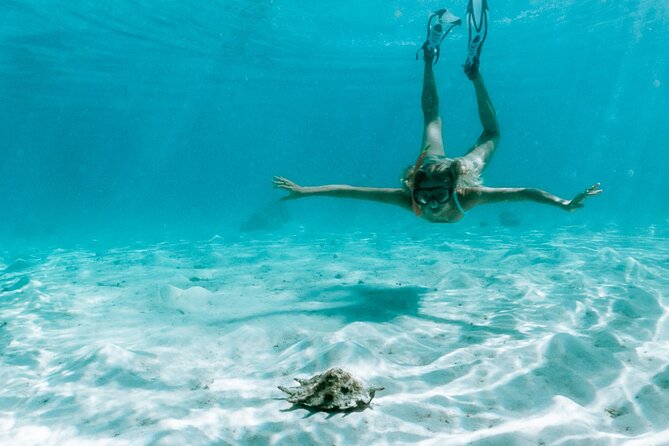 Full Day Tour : Moorea Snorkeling & Sunset Cruise on a Catamaran named Taboo - What the marine life stops are really like