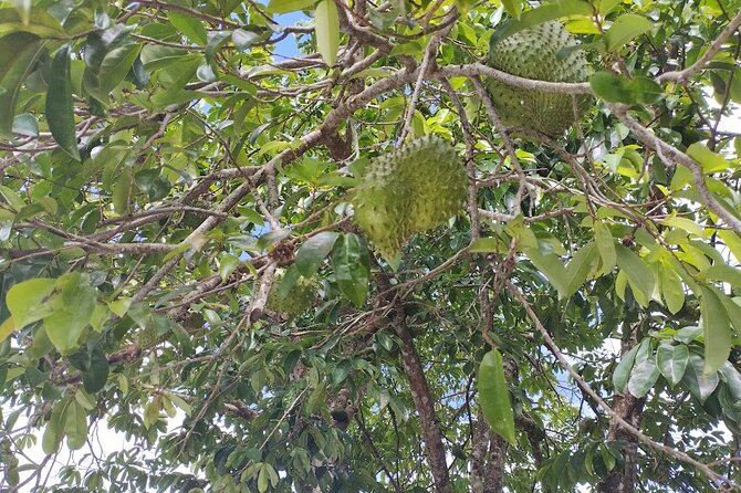 Guided Excursion in 4x4 in Moorea between Land and Sea - Manutea Tahiti adds a taste of local fruit