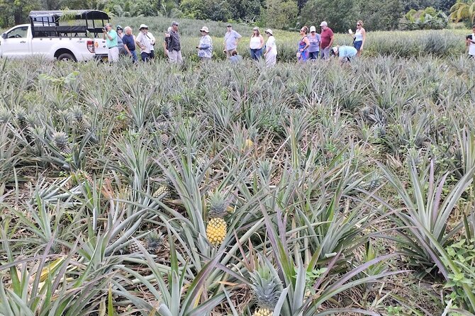 Guided Excursion in 4x4 in Moorea between Land and Sea - Moorea Tropical Garden combines lunch with culture