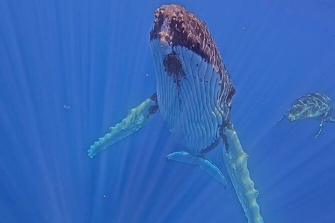 Guided Small Group Whale Watching and Swim Tour Tahiti - Key points at a glance