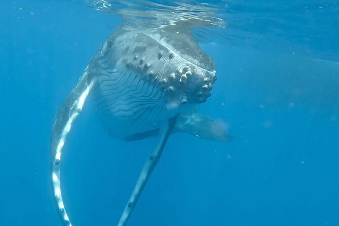 Guided Small Group Whale Watching and Swim Tour Tahiti - A quiet start from Papeete Marina