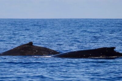 Guided Small Group Whale Watching and Swim Tour Tahiti