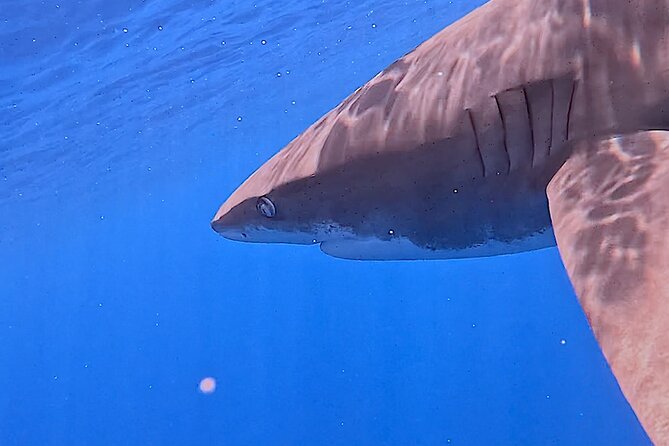 Guided Small Group Whale Watching and Swim Tour Tahiti - The lagoon backup plan is more than a consolation