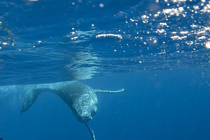 Guided Small Group Whale Watching and Swim Tour Tahiti - What the four-and-a-half hours feel like