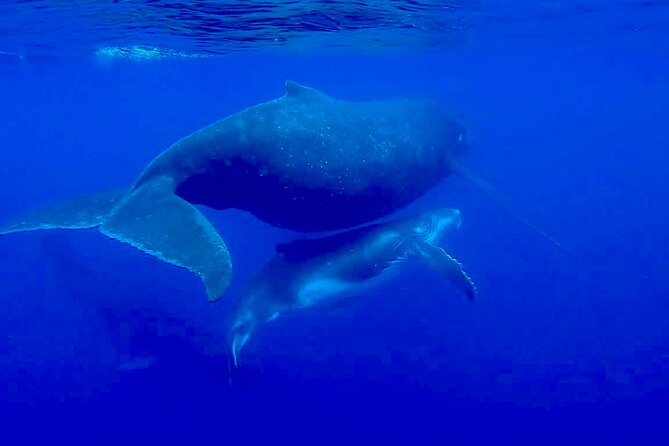 Guided Small Group Whale Watching and Swim Tour Tahiti - Safety, fitness, and comfort