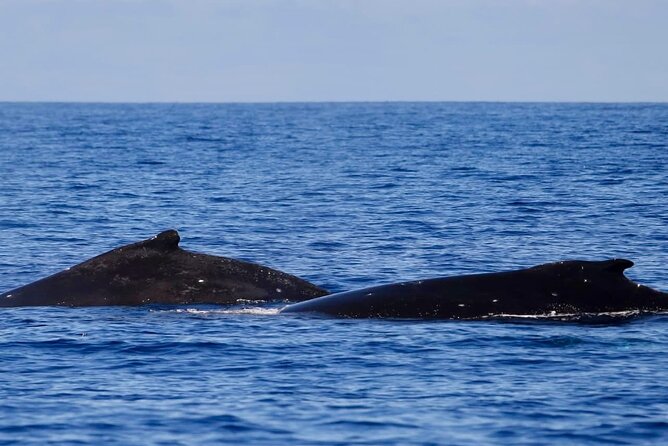 Guided Small Group Whale Watching and Swim Tour Tahiti - Why six people makes a real difference
