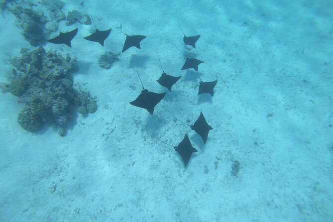 Half a day to discover Bora Bora with O-sea - A Small Boat Makes a Difference