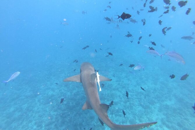 Half a day to discover Bora Bora with O-sea - The Coral Garden’s Clear Water and Fish