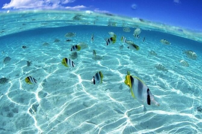 Half day Eco Snorkeling small group Tour in Bora Bora - Why the Small Group Makes a Difference