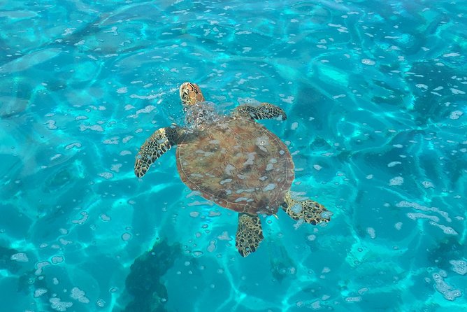 Half day Excursion, Drift Snorkeling Lagoon Adventure. 3H - Setting Out From Ha’apiti