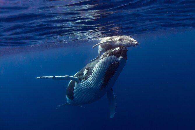 Half-Day Humpback Whales Encounter in Moorea - Moorea’s humpback season and the promise of a close encounter