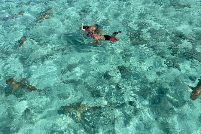 Half day lagoon safari tour in Bora Bora- Shared tour - Key points before you book