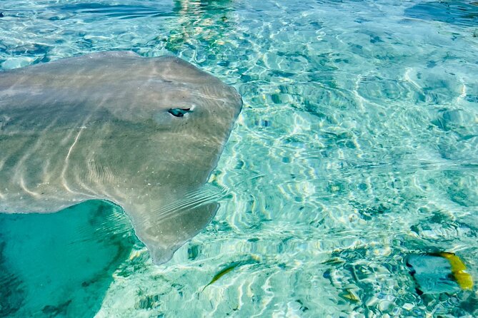 Half day lagoon safari tour in Bora Bora- Shared tour - The boat ride around Bora Bora