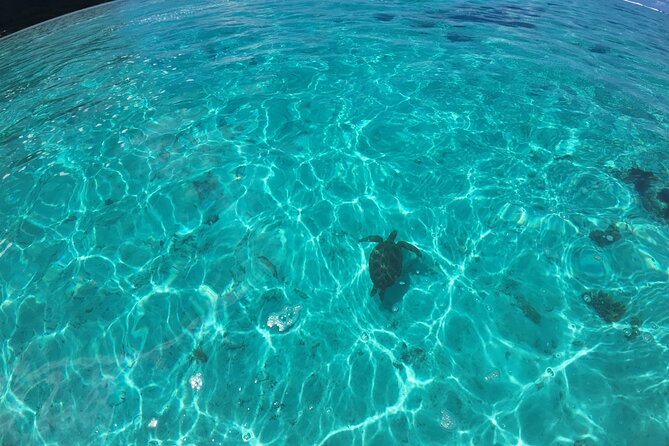 Half Day Private Boat Snorkeling Excursion Moorea - Guides who make the difference