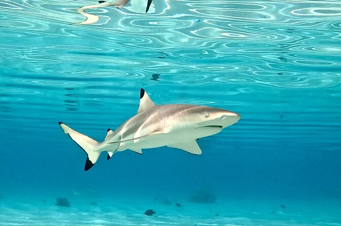 Half Day / Private Lagoon Adventure in Mo'orea - The chance to see turtles, dolphins, and reef fish
