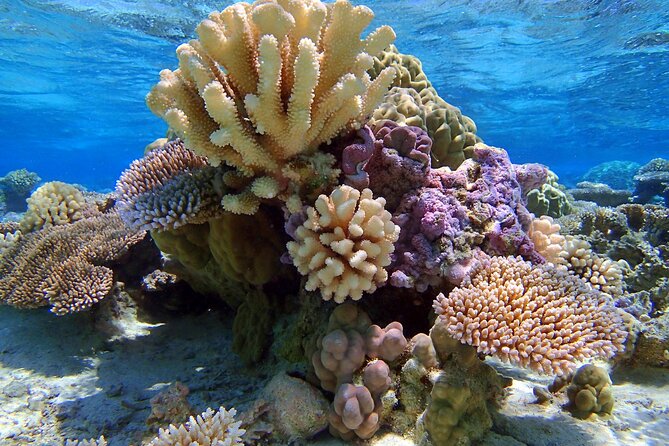 Half Day Private Lagoon Snorkeling Experience - Is $783.76 a fair price for two?
