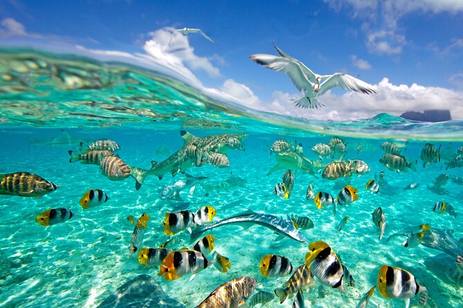 Half Day Private Lagoon Snorkeling Experience - What to bring and how to prepare