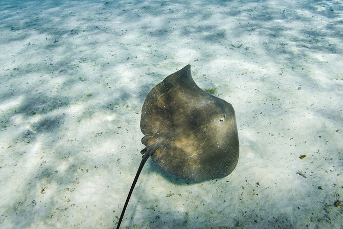 Half-Day Private Luxury Tour from Bora Bora - Meeting Bora Bora’s friendly stingrays