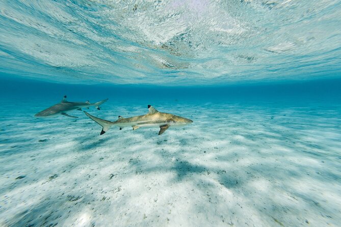 Half-Day Private Luxury Tour from Bora Bora - The value of a private captain and flexible schedule