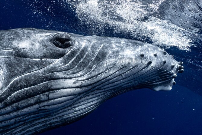 Half Day Private Whale Watching in Moorea - Key Points To Know Before You Go