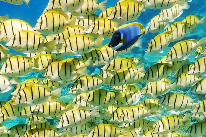 Half-Day Small-Group Cruise in Bora Bora with Snorkelling - Is $142.50 a fair price?