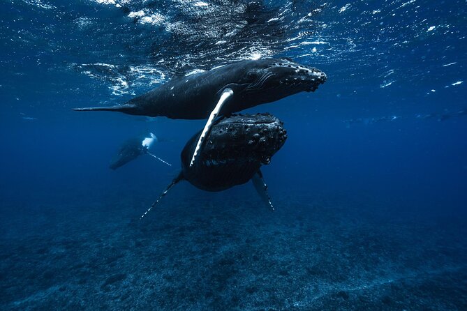 Half Day Small Group Whale Watching - Why six people changes the whale-watching experience