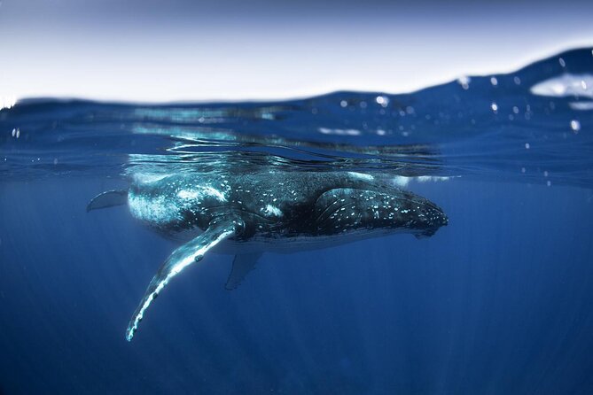 Half Day Small Group Whale Watching - Swimming with humpbacks and staying respectful