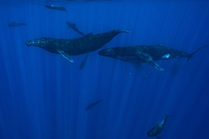 Half Day Small Group Whale Watching - Seasickness is the main practical warning