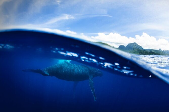 Half Day Small Group Whale Watching - Who should book this Moorea whale tour?