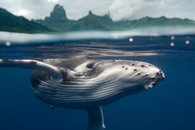 Half Day Small Group Whale Watching - What happens during the four-hour outing
