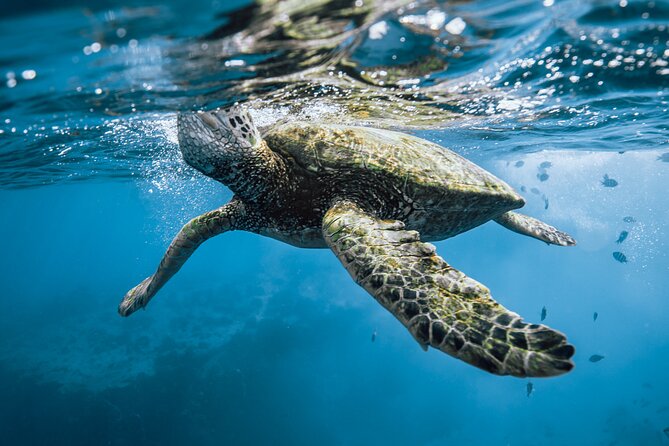 Half Day Snorkeling in Moorea - A Short Break With Fruit and Drinks