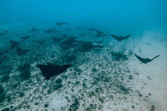 Half Day Snorkeling in Moorea - Weather Can Change the Whole Morning