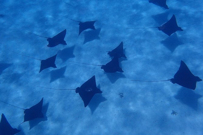 Half day Snorkeling Shared Boat Tour in Bora Bora - The quick facts that matter
