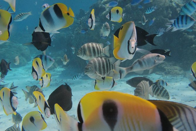 Half day Snorkeling Shared Boat Tour in Bora Bora - Why this Bora Bora morning works so well