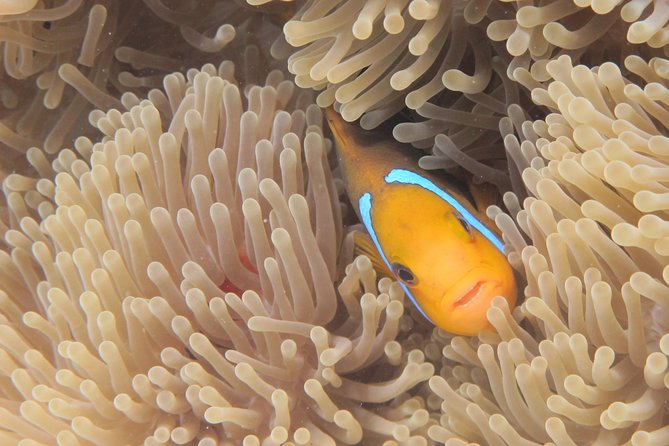 Half day Snorkeling Shared Boat Tour in Bora Bora - Stop two: eagle rays and the open lagoon