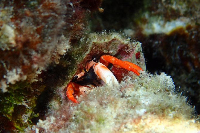 Half day Snorkeling Shared Boat Tour in Bora Bora - Stop three: Bora Bora’s coral garden