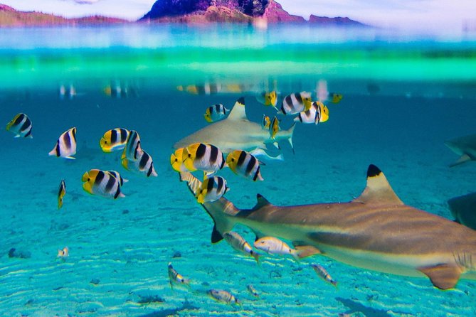 Half day Snorkeling Shared Boat Tour in Bora Bora - The possible fourth stop depends on the day