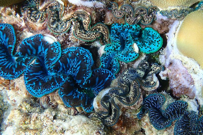 Half day Snorkeling Shared Boat Tour in Bora Bora - What the guide adds to the morning
