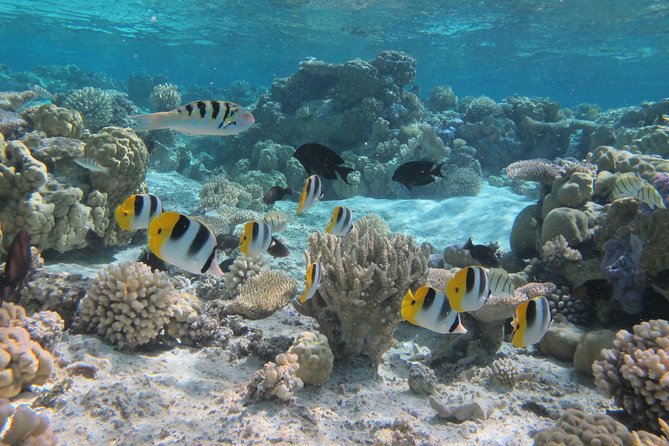 Half day Snorkeling Shared Boat Tour in Bora Bora - Stop one: manta rays in their natural setting