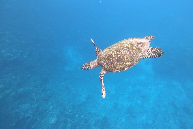 Half-Day Snorkeling Tour in Tahiti - Key points to know before booking