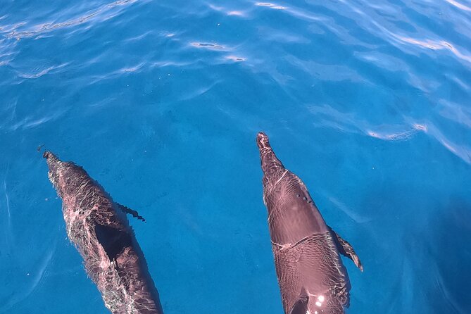 Half-Day Snorkeling Tour in Tahiti - A flexible schedule with at least two snorkeling sessions