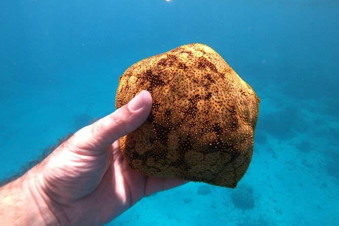 Half-Day Snorkeling Tour in Tahiti - Fruit, drinks, and the end of the outing