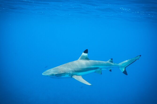Half-Day Snorkeling Tour in Tahiti - Stop one: dolphin watching off Tahiti
