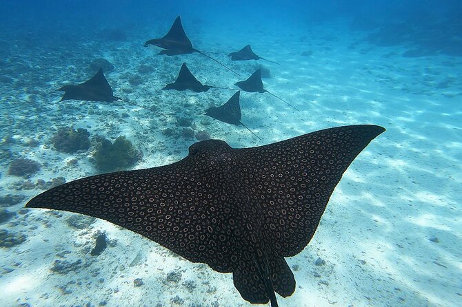 Half Day Tour lagoon discovery marine fauna flora small group - Key points at a glance