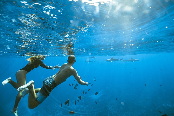 Half Day Tour lagoon discovery marine fauna flora small group - First stop: stingrays and blacktip sharks at the sandbar