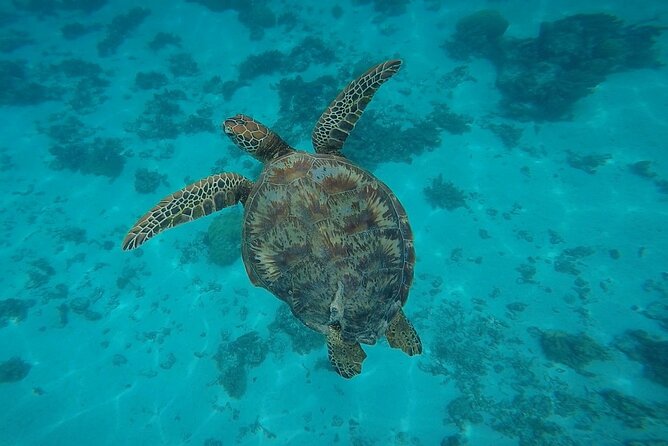 Half Day Tour lagoon discovery marine fauna flora small group - South-coast dolphins in the calm lagoon