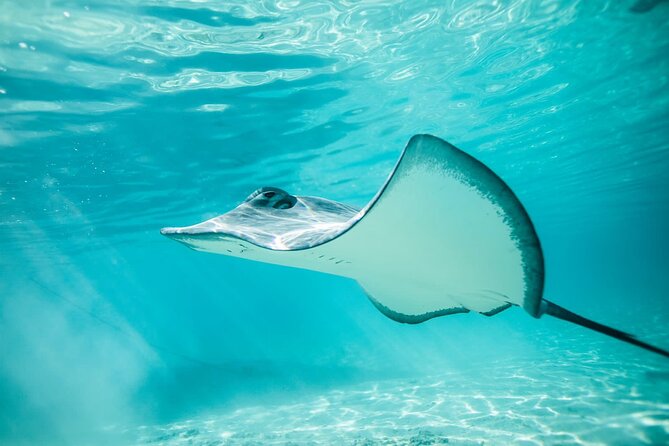 Half Day Tour lagoon discovery marine fauna flora small group - The outer-reef drop-off and open-water sharks